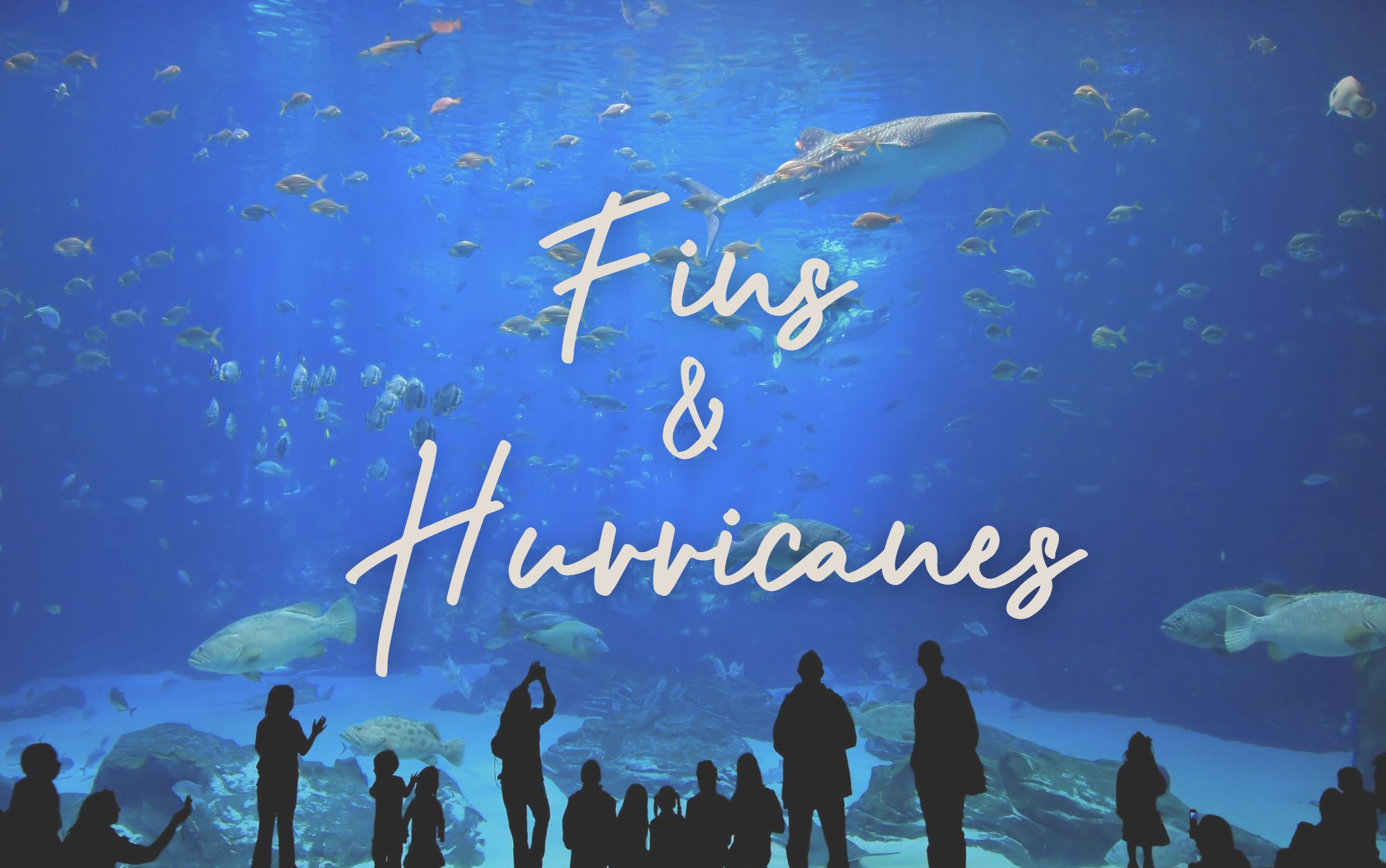 An image attempting to show that we have <b>Fins & Hurricanes | $350</b>