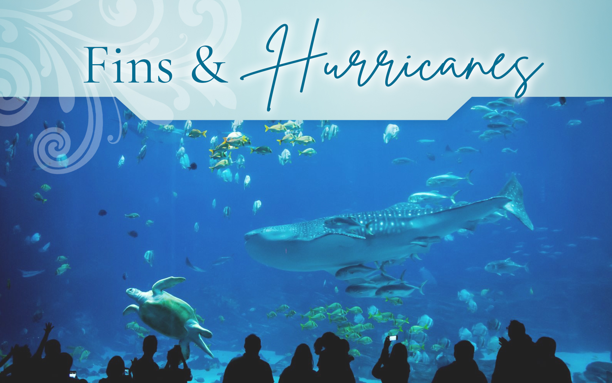 An image attempting to show that we have <b>Fins & Hurricanes | $350</b>